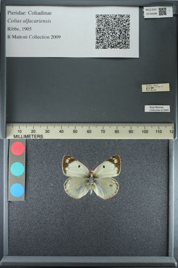 Media type: image;   Entomology 184586